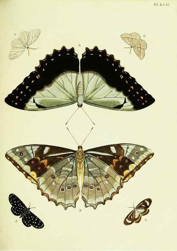 Reproducción/Reproduction 22595244562: De uitlandsche kapellen voorkomende in de drie waereld-deelen, Asia, Africa en America,. Amsteldam,Chez S. J. Baalde;1779-1782.