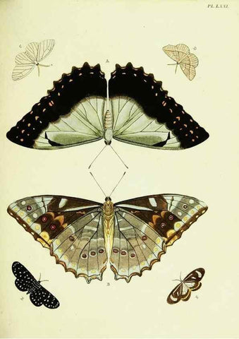 Reproducción/Reproduction 22595244562: De uitlandsche kapellen voorkomende in de drie waereld-deelen, Asia, Africa en America,. Amsteldam,Chez S. J. Baalde;1779-1782.