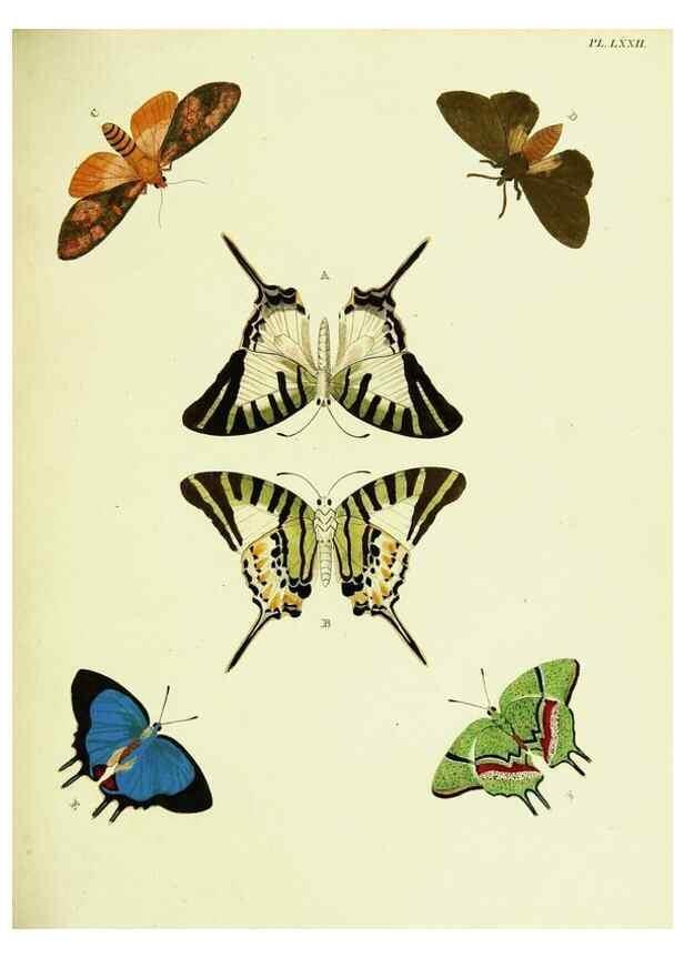Reproducción/Reproduction 22420842950: De uitlandsche kapellen voorkomende in de drie waereld-deelen, Asia, Africa en America,. Amsteldam,Chez S. J. Baalde;1779-1782.
