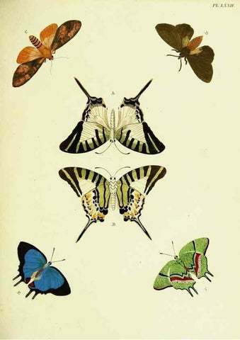 Reproducción/Reproduction 22420842950: De uitlandsche kapellen voorkomende in de drie waereld-deelen, Asia, Africa en America,. Amsteldam,Chez S. J. Baalde;1779-1782.