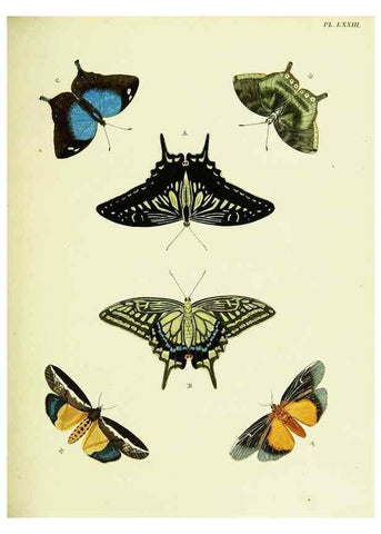 Reproducción/Reproduction 22582769636: De uitlandsche kapellen voorkomende in de drie waereld-deelen, Asia, Africa en America,. Amsteldam,Chez S. J. Baalde;1779-1782.