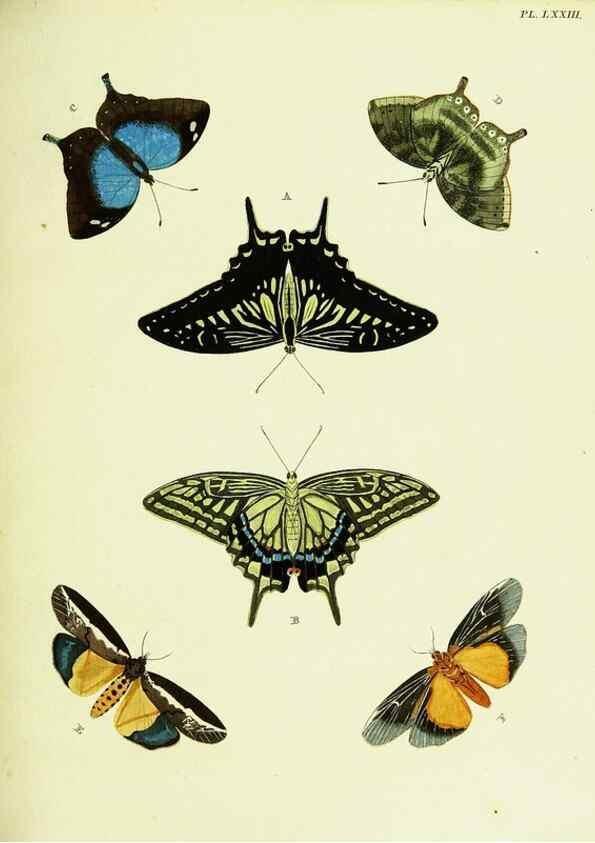 Reproducción/Reproduction 22582769636: De uitlandsche kapellen voorkomende in de drie waereld-deelen, Asia, Africa en America,. Amsteldam,Chez S. J. Baalde;1779-1782.