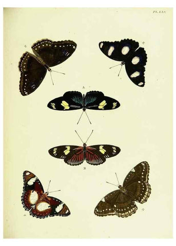 Reproducción/Reproduction 22608747985: De uitlandsche kapellen voorkomende in de drie waereld-deelen, Asia, Africa en America,. Amsteldam,Chez S. J. Baalde;1779-1782.