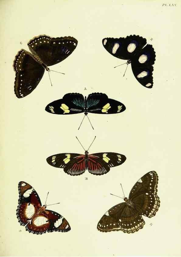 Reproducción/Reproduction 22608747985: De uitlandsche kapellen voorkomende in de drie waereld-deelen, Asia, Africa en America,. Amsteldam,Chez S. J. Baalde;1779-1782.