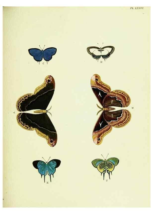 Reproducción/Reproduction 22420859350: De uitlandsche kapellen voorkomende in de drie waereld-deelen, Asia, Africa en America,. Amsteldam,Chez S. J. Baalde;1779-1782.