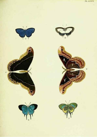 Reproducción/Reproduction 22420859350: De uitlandsche kapellen voorkomende in de drie waereld-deelen, Asia, Africa en America,. Amsteldam,Chez S. J. Baalde;1779-1782.