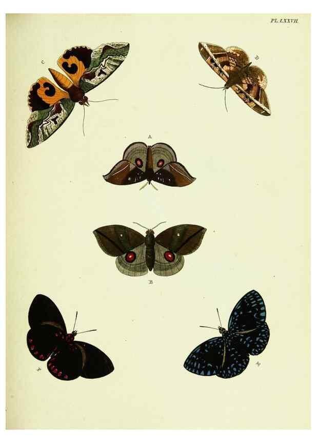 Reproducción/Reproduction 22420862610: De uitlandsche kapellen voorkomende in de drie waereld-deelen, Asia, Africa en America,. Amsteldam,Chez S. J. Baalde;1779-1782.