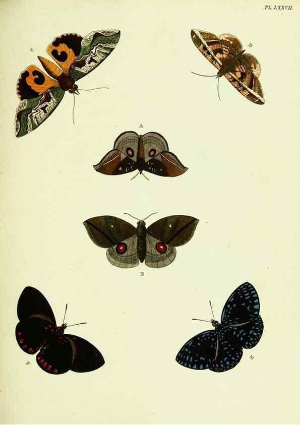 Reproducción/Reproduction 22420862610: De uitlandsche kapellen voorkomende in de drie waereld-deelen, Asia, Africa en America,. Amsteldam,Chez S. J. Baalde;1779-1782.