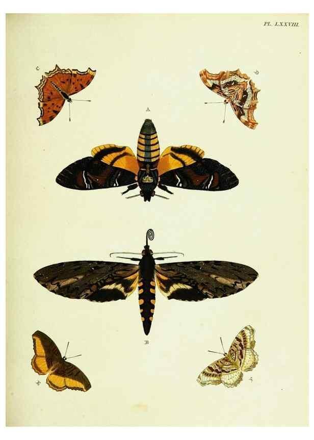 Reproducción/Reproduction 22582788806: De uitlandsche kapellen voorkomende in de drie waereld-deelen, Asia, Africa en America,. Amsteldam,Chez S. J. Baalde;1779-1782.