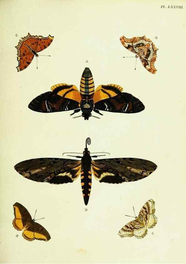 Reproducción/Reproduction 22582788806: De uitlandsche kapellen voorkomende in de drie waereld-deelen, Asia, Africa en America,. Amsteldam,Chez S. J. Baalde;1779-1782.