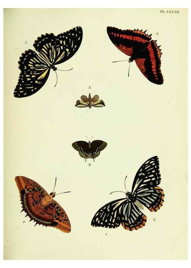 Reproducción/Reproduction 22595289102: De uitlandsche kapellen voorkomende in de drie waereld-deelen, Asia, Africa en America,. Amsteldam,Chez S. J. Baalde;1779-1782.