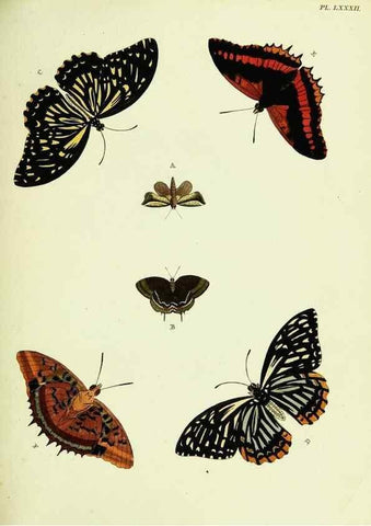 Reproducción/Reproduction 22595289102: De uitlandsche kapellen voorkomende in de drie waereld-deelen, Asia, Africa en America,. Amsteldam,Chez S. J. Baalde;1779-1782.