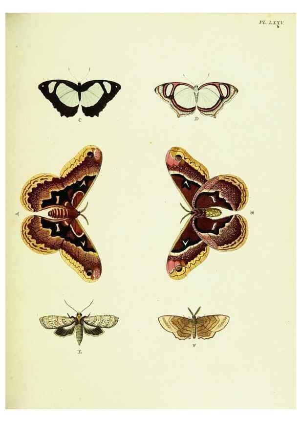 Reproducción/Reproduction 22420854520: De uitlandsche kapellen voorkomende in de drie waereld-deelen, Asia, Africa en America,. Amsteldam,Chez S. J. Baalde;1779-1782.