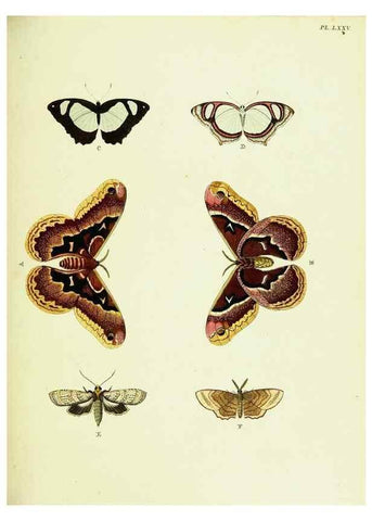 Reproducción/Reproduction 22420854520: De uitlandsche kapellen voorkomende in de drie waereld-deelen, Asia, Africa en America,. Amsteldam,Chez S. J. Baalde;1779-1782.