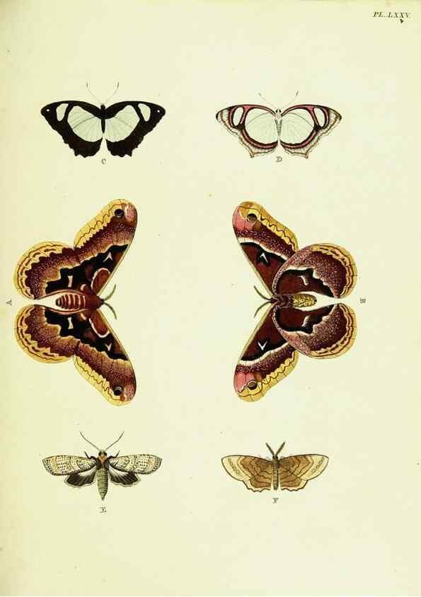 Reproducción/Reproduction 22420854520: De uitlandsche kapellen voorkomende in de drie waereld-deelen, Asia, Africa en America,. Amsteldam,Chez S. J. Baalde;1779-1782.