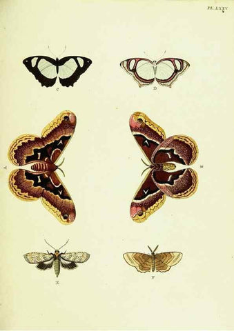 Reproducción/Reproduction 22420854520: De uitlandsche kapellen voorkomende in de drie waereld-deelen, Asia, Africa en America,. Amsteldam,Chez S. J. Baalde;1779-1782.