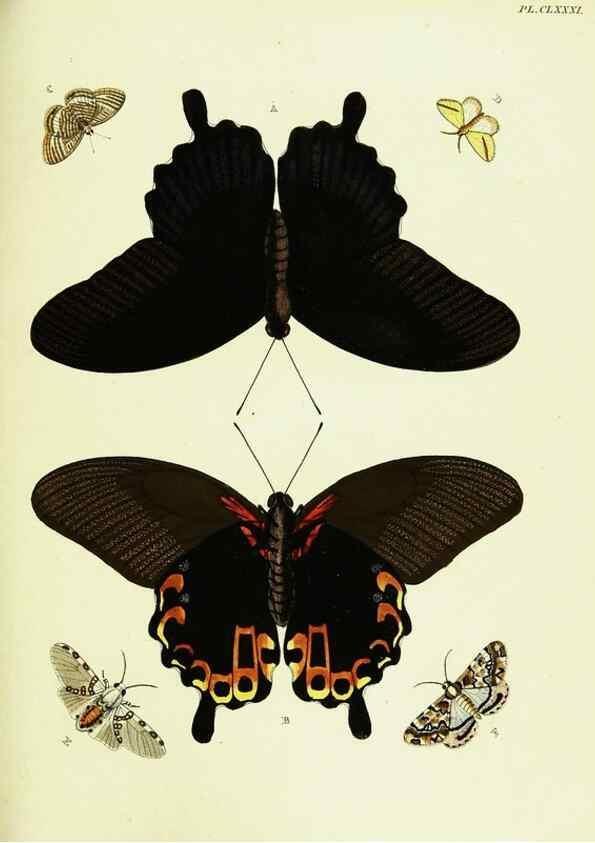 Reproducción/Reproduction 21986466624: De uitlandsche kapellen voorkomende in de drie waereld-deelen, Asia, Africa en America,. Amsteldam,Chez S. J. Baalde;1779-1782.