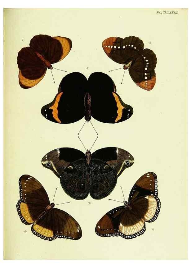 Reproducción/Reproduction 22583245426: De uitlandsche kapellen voorkomende in de drie waereld-deelen, Asia, Africa en America,. Amsteldam,Chez S. J. Baalde;1779-1782.