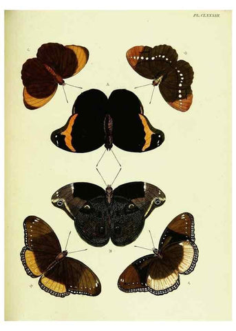 Reproducción/Reproduction 22583245426: De uitlandsche kapellen voorkomende in de drie waereld-deelen, Asia, Africa en America,. Amsteldam,Chez S. J. Baalde;1779-1782.