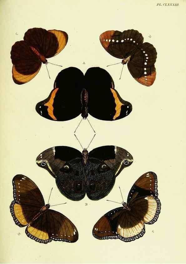 Reproducción/Reproduction 22583245426: De uitlandsche kapellen voorkomende in de drie waereld-deelen, Asia, Africa en America,. Amsteldam,Chez S. J. Baalde;1779-1782.