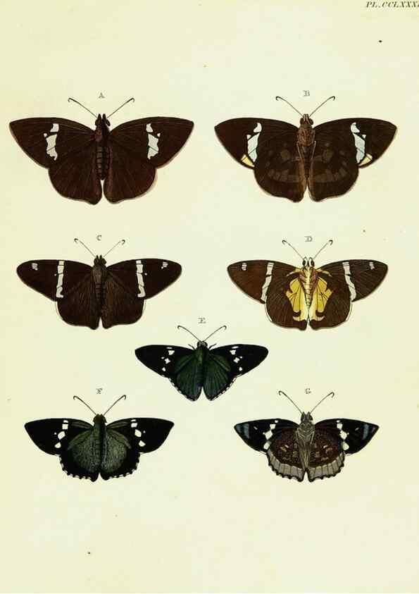 Reproducción/Reproduction 21989120543: De uitlandsche kapellen voorkomende in de drie waereld-deelen, Asia, Africa en America,. Amsteldam,Chez S. J. Baalde;1779-1782.