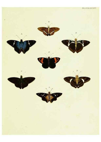 Reproducción/Reproduction 22610281535: De uitlandsche kapellen voorkomende in de drie waereld-deelen, Asia, Africa en America,. Amsteldam,Chez S. J. Baalde;1779-1782.