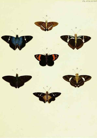 Reproducción/Reproduction 22610281535: De uitlandsche kapellen voorkomende in de drie waereld-deelen, Asia, Africa en America,. Amsteldam,Chez S. J. Baalde;1779-1782.