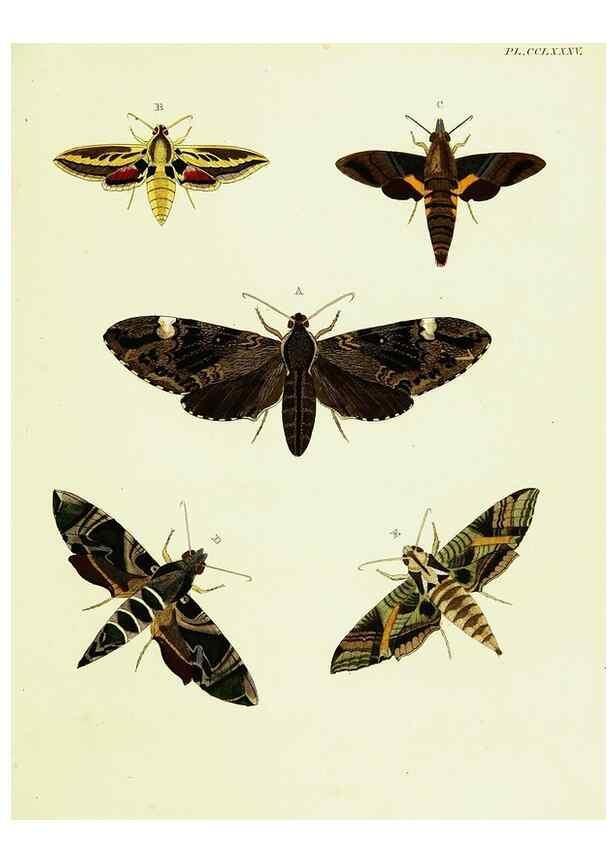 Reproducción/Reproduction 22610285305: De uitlandsche kapellen voorkomende in de drie waereld-deelen, Asia, Africa en America,. Amsteldam,Chez S. J. Baalde;1779-1782.