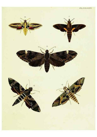 Reproducción/Reproduction 22610285305: De uitlandsche kapellen voorkomende in de drie waereld-deelen, Asia, Africa en America,. Amsteldam,Chez S. J. Baalde;1779-1782.
