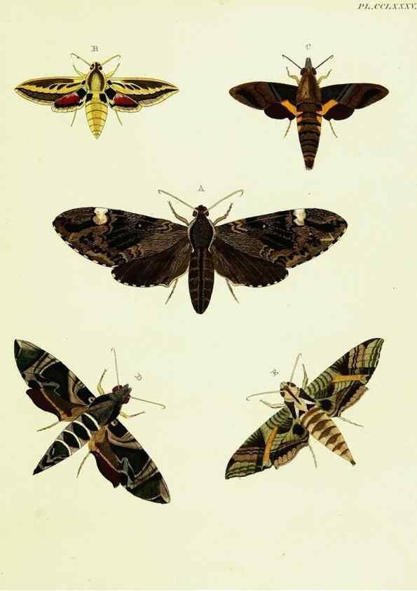 Reproducción/Reproduction 22610285305: De uitlandsche kapellen voorkomende in de drie waereld-deelen, Asia, Africa en America,. Amsteldam,Chez S. J. Baalde;1779-1782.