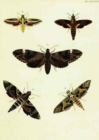 Reproducción/Reproduction 22610285305: De uitlandsche kapellen voorkomende in de drie waereld-deelen, Asia, Africa en America,. Amsteldam,Chez S. J. Baalde;1779-1782.
