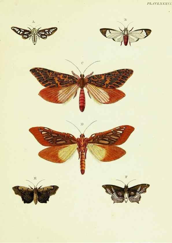Reproducción/Reproduction 21987516204: De uitlandsche kapellen voorkomende in de drie waereld-deelen, Asia, Africa en America,. Amsteldam,Chez S. J. Baalde;1779-1782.