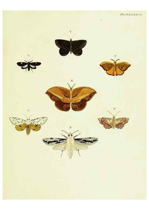 Reproducción/Reproduction 22610292495: De uitlandsche kapellen voorkomende in de drie waereld-deelen, Asia, Africa en America,. Amsteldam,Chez S. J. Baalde;1779-1782.