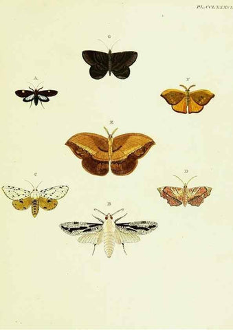 Reproducción/Reproduction 22610292495: De uitlandsche kapellen voorkomende in de drie waereld-deelen, Asia, Africa en America,. Amsteldam,Chez S. J. Baalde;1779-1782.