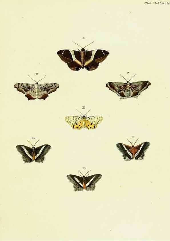 Reproducción/Reproduction 21989141573: De uitlandsche kapellen voorkomende in de drie waereld-deelen, Asia, Africa en America,. Amsteldam,Chez S. J. Baalde;1779-1782.