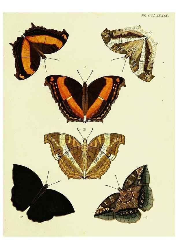 Reproducción/Reproduction 22596775672: De uitlandsche kapellen voorkomende in de drie waereld-deelen, Asia, Africa en America,. Amsteldam,Chez S. J. Baalde;1779-1782.