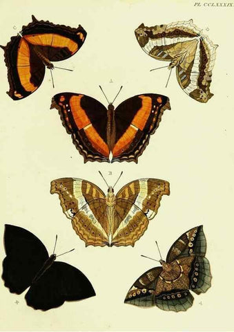 Reproducción/Reproduction 22596775672: De uitlandsche kapellen voorkomende in de drie waereld-deelen, Asia, Africa en America,. Amsteldam,Chez S. J. Baalde;1779-1782.