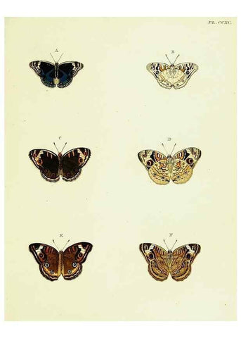 Reproducción/Reproduction 22610309095: De uitlandsche kapellen voorkomende in de drie waereld-deelen, Asia, Africa en America,. Amsteldam,Chez S. J. Baalde;1779-1782.