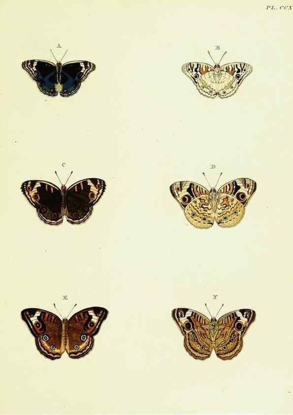 Reproducción/Reproduction 22610309095: De uitlandsche kapellen voorkomende in de drie waereld-deelen, Asia, Africa en America,. Amsteldam,Chez S. J. Baalde;1779-1782.