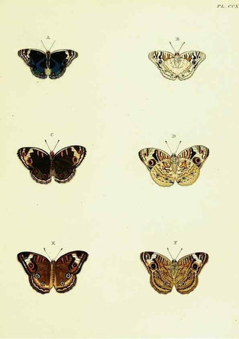 Reproducción/Reproduction 22610309095: De uitlandsche kapellen voorkomende in de drie waereld-deelen, Asia, Africa en America,. Amsteldam,Chez S. J. Baalde;1779-1782.