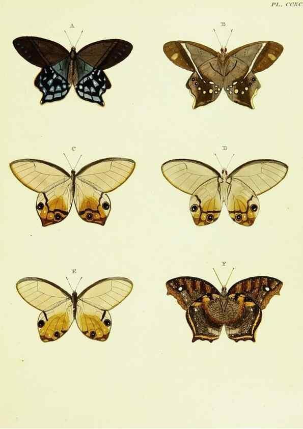 Reproducción/Reproduction 22621536171: De uitlandsche kapellen voorkomende in de drie waereld-deelen, Asia, Africa en America,. Amsteldam,Chez S. J. Baalde;1779-1782.