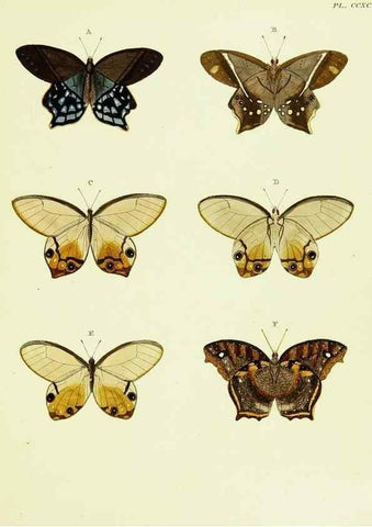 Reproducción/Reproduction 22621536171: De uitlandsche kapellen voorkomende in de drie waereld-deelen, Asia, Africa en America,. Amsteldam,Chez S. J. Baalde;1779-1782.