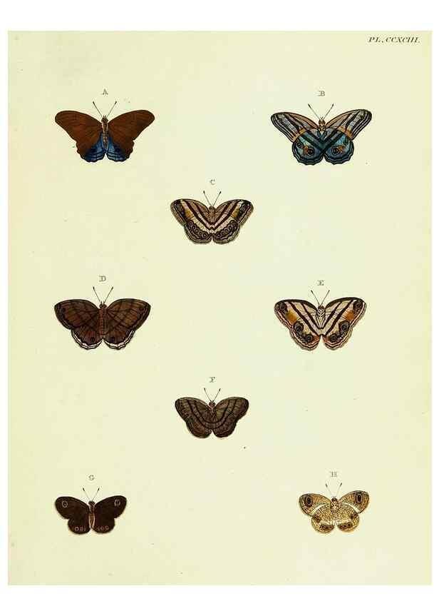Reproducción/Reproduction 22621547401: De uitlandsche kapellen voorkomende in de drie waereld-deelen, Asia, Africa en America,. Amsteldam,Chez S. J. Baalde;1779-1782.