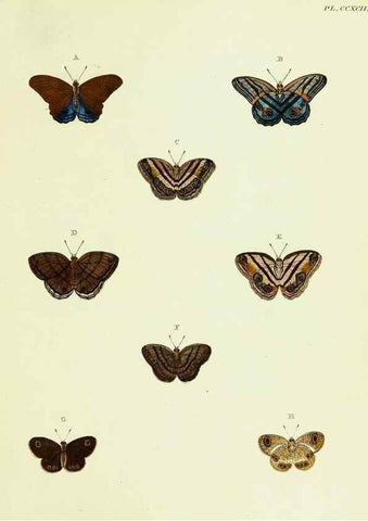 Reproducción/Reproduction 22621547401: De uitlandsche kapellen voorkomende in de drie waereld-deelen, Asia, Africa en America,. Amsteldam,Chez S. J. Baalde;1779-1782.