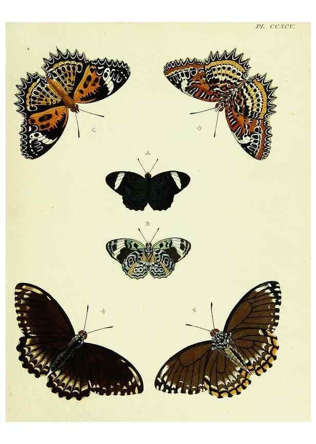 Reproducción/Reproduction 22422408600: De uitlandsche kapellen voorkomende in de drie waereld-deelen, Asia, Africa en America,. Amsteldam,Chez S. J. Baalde;1779-1782.