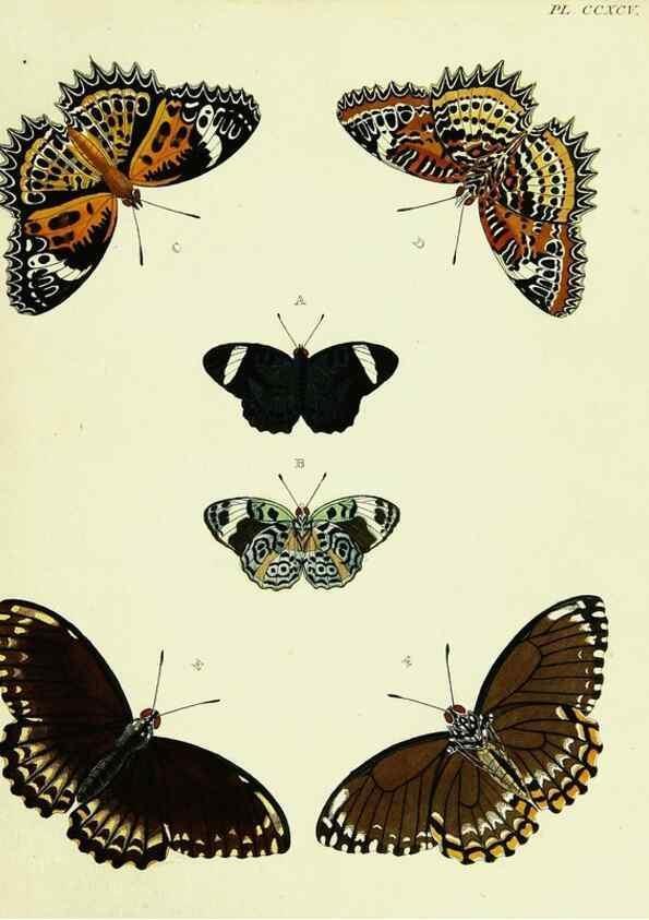 Reproducción/Reproduction 22422408600: De uitlandsche kapellen voorkomende in de drie waereld-deelen, Asia, Africa en America,. Amsteldam,Chez S. J. Baalde;1779-1782.