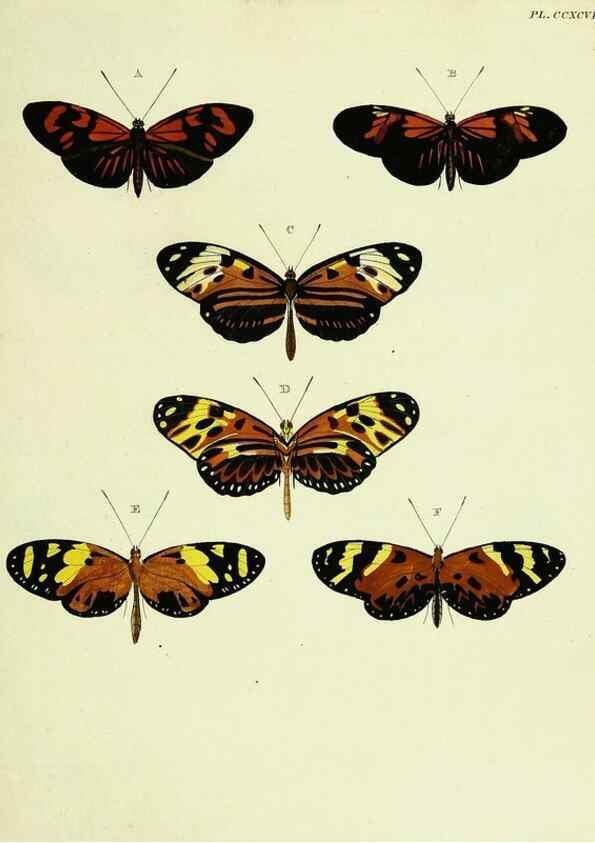 Reproducción/Reproduction 21987568154: De uitlandsche kapellen voorkomende in de drie waereld-deelen, Asia, Africa en America,. Amsteldam,Chez S. J. Baalde;1779-1782.