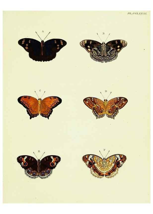 Reproducción/Reproduction 22584265666: De uitlandsche kapellen voorkomende in de drie waereld-deelen, Asia, Africa en America,. Amsteldam,Chez S. J. Baalde;1779-1782.