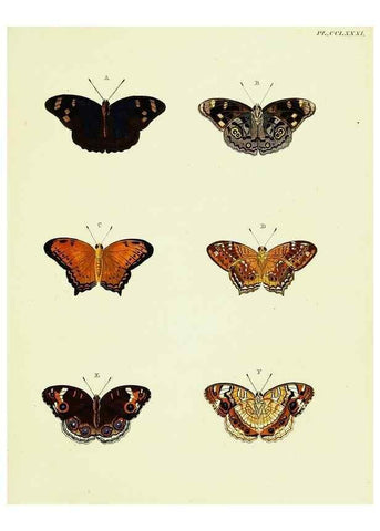 Reproducción/Reproduction 22584265666: De uitlandsche kapellen voorkomende in de drie waereld-deelen, Asia, Africa en America,. Amsteldam,Chez S. J. Baalde;1779-1782.