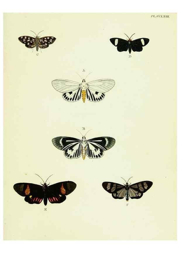Reproducción/Reproduction 22621413971: De uitlandsche kapellen voorkomende in de drie waereld-deelen, Asia, Africa en America,. Amsteldam,Chez S. J. Baalde;1779-1782.